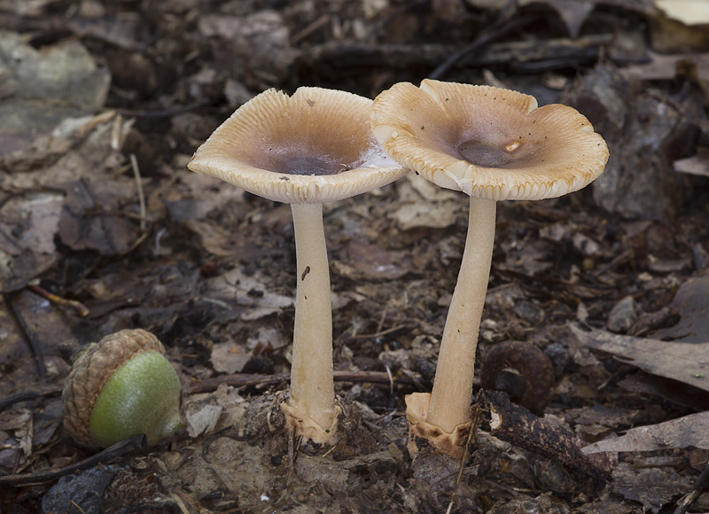 Amanita fulva